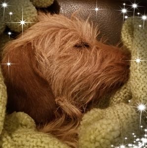 Meet your Posher, Dee